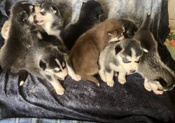 100% pure bred Siberian husky puppies!!! Ready to go home for HALLOWEE