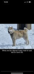 Siberian husky’s male for sale