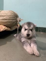 Siberian Husky for adoption