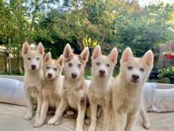 Five adorable male Siberian husky pups are looking for a caring owner