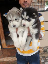 Blue eyes siberian husky male and female for sale