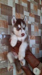 SIBERIAN HUSKY PUPPIES WITH KCI PAPERS
