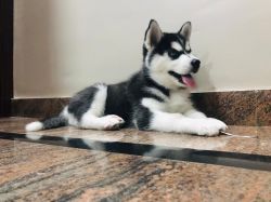 2.5 month old male husky