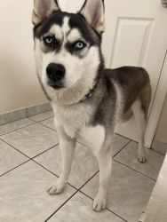 Need a good home for a7 month old husky