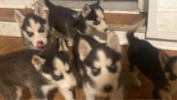 Beautiful Husky Puppies Need Lovely Home!!
