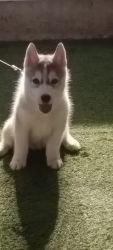 2 month old blue eyed male husky puppy for sale.