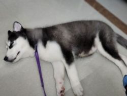 Husky puppy 6month old