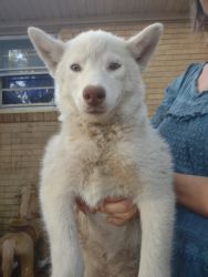 AKC PAPERS UNLIMITED FULL WHITE FEMALE SIBERIAN HUSKY