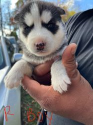Full blooded Husky Puppies
