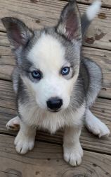 My beautiful husky is 5 months old and in need of a new home !