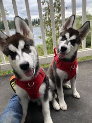 Husky Puppies For Sale!