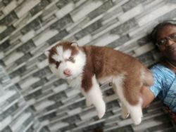Husky puppies for sales