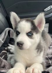 Gorgeous Blue Eyes Siberian Husky Puppies