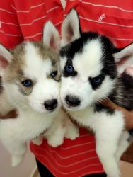 I have a husky 3 puppies 1 female 2 male puppies
