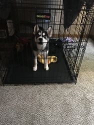 3 months old pure bread Siberian Husky with paperwork