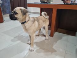 Trained Hug breed dog, 4 months old vaccination done