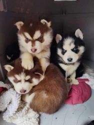 AKC Siberian Husky Pups with blue eyes