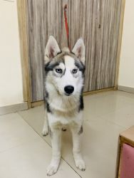 3.5 month old husky