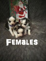 Siberian husky puppies 3 males 3 females