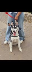 Togo The siberian husky one year old