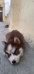 Vaccinated 3 month old husky for sale