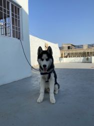 Siberian Husky Blue Eyes 5 Month Vaccinated