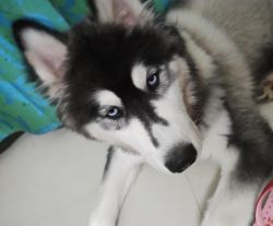Blue eyes trained Siberian Husky 4months puppy