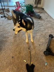 11 Month old Male Husky