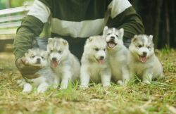 Hello!We have two male and one female husky puppies sale in kknagar