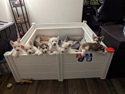 8 purebred Siberian Husky Puppies