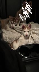 Husky puppies to a good home