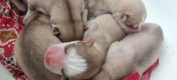 New born huskies puppies