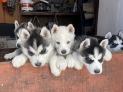 Siberian Huskies looking for a new home