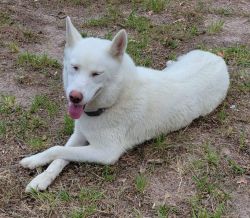 White wolf Siberian Husky For Sale