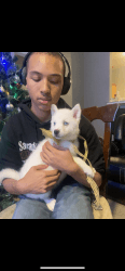 Husky pups for sale Born 11-8-2022