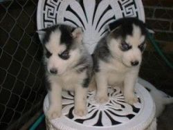 Cute male and female Siberian husky Puppies