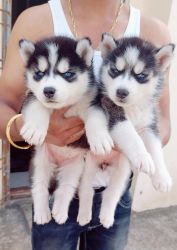 Husky puppies for sell