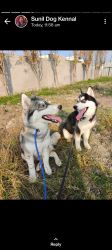 Husky searching for new home