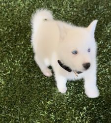 Husky Puppy (White Coat Blue Eyes)