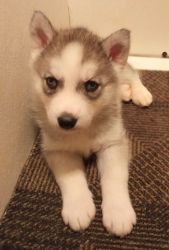 Blue Eyed Husky Puppys Whites, Silvers, Black/Whites
