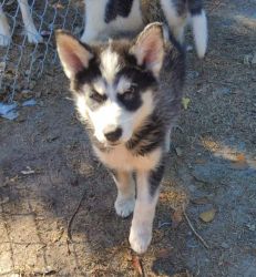 Beautiful Male And Female HUSKY PUPPIES For Sale