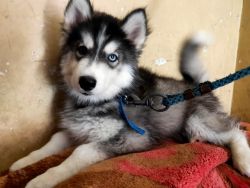 Huskey pupy available home breaded 1st vaccin done
