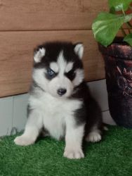 Trust Kennel Siberian Husky Puppies For Sale