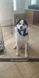 6 year old Husky for Sale