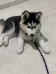 Beautiful wooly husky puppy for sale