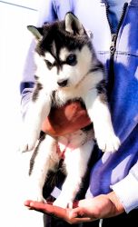 Trust Kennel Siberia Husky Puppies Available In Delhi