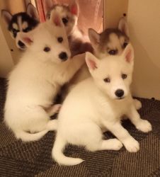Pure White Husky Puppy Ready now