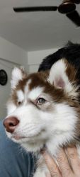 Siberian Husky (3 months old) puppy for sale
