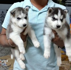 Good quality Siberian husky puppies are available