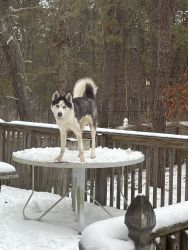 2 year old non-spade Siberian Husky for Sale